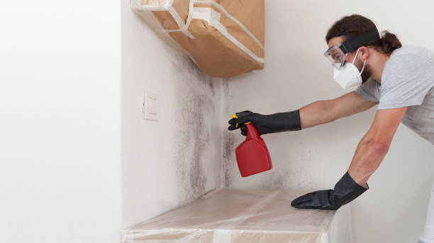 Basement Mold Remediation treatment on basement walls in Highlands
